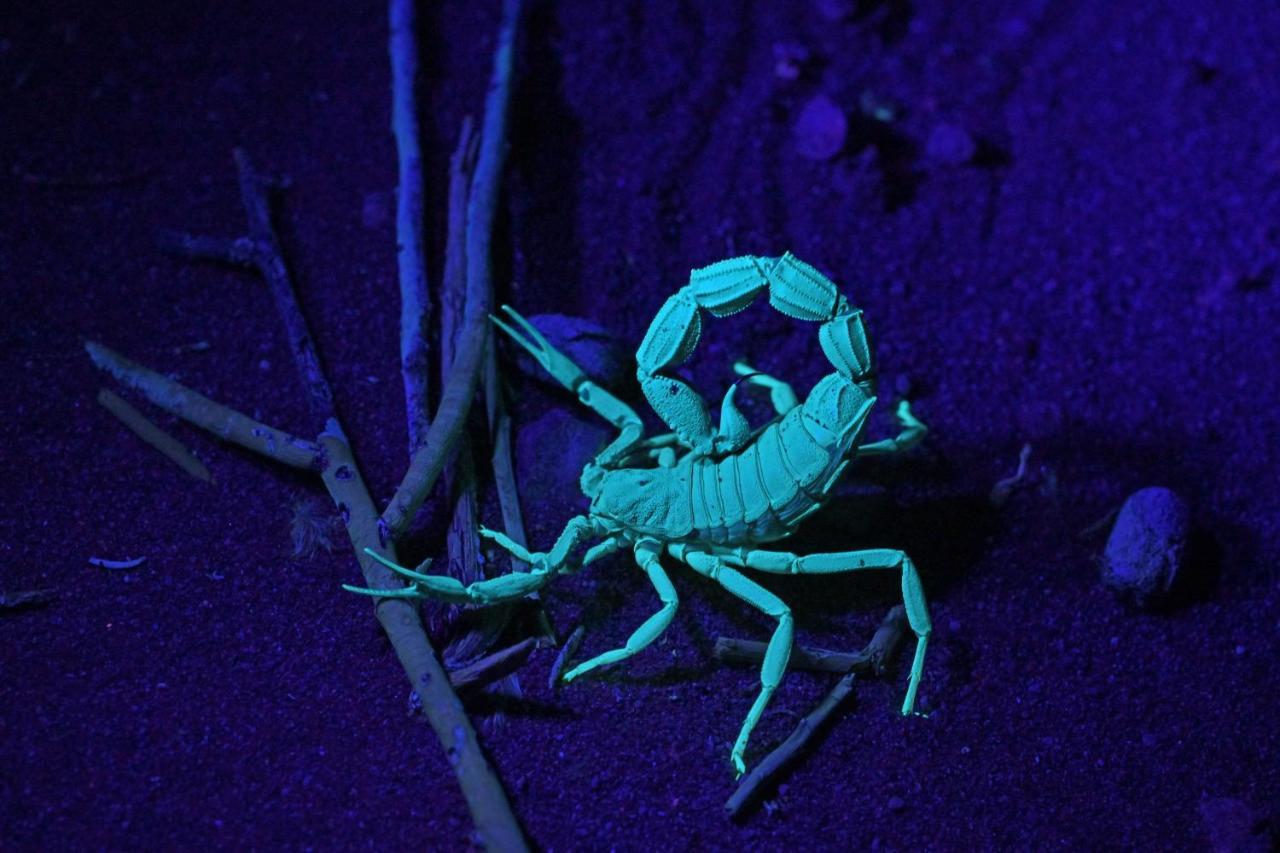 The Desert Grace Solitaire Dış mekan fotoğraf